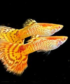 Albino Yellow Tiger Guppy