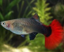 Half Red Guppy