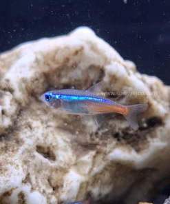 Neon Tetra