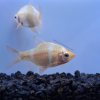 Tiger Barb Albino