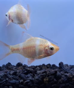 Tiger Barb Albino