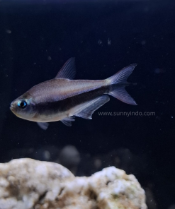 Emperor Tetra