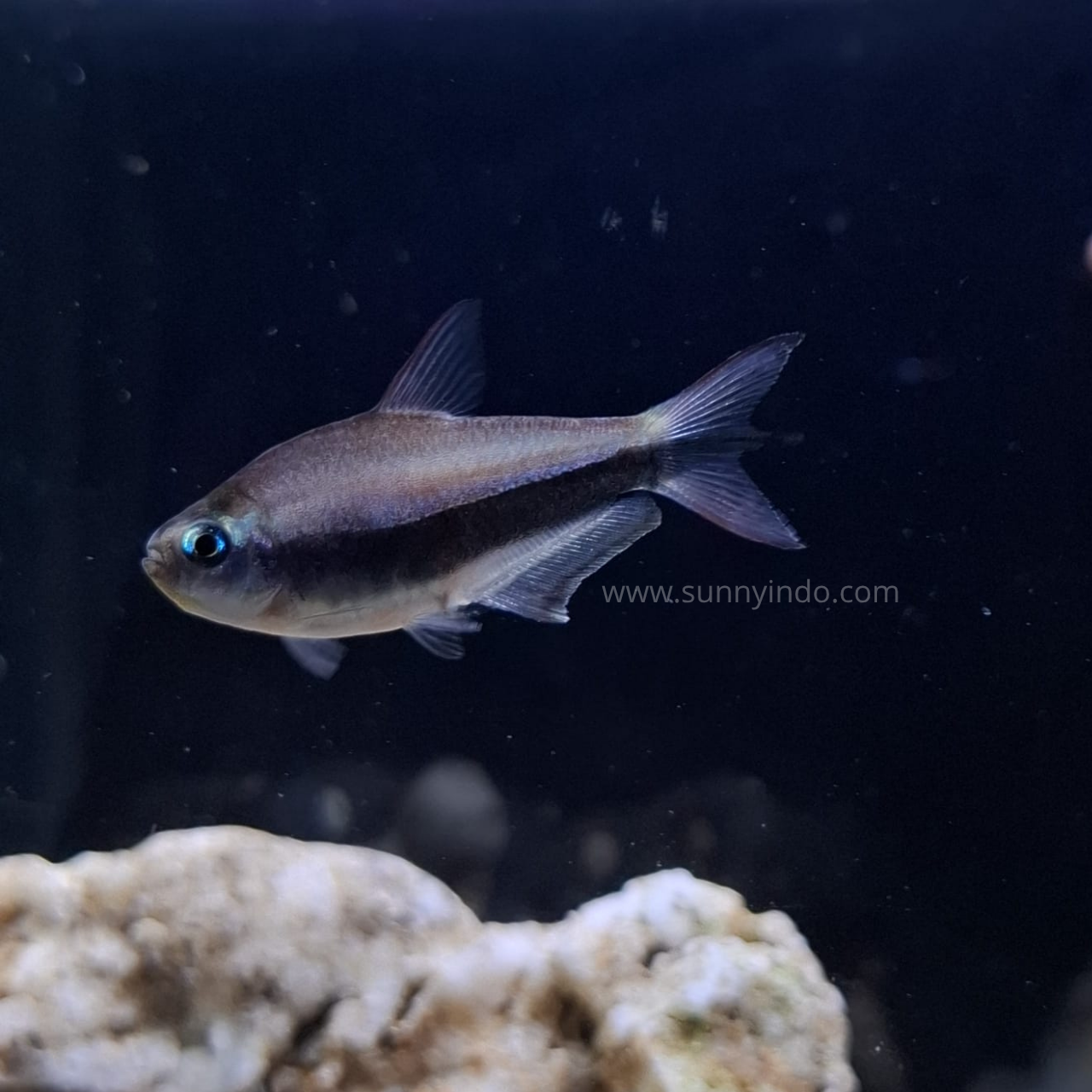 Emperor Tetra