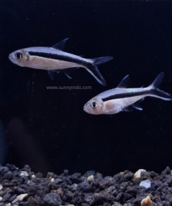 Penquin Tetra