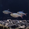 Colombian Tetra