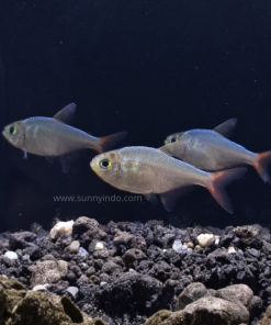 Colombian Tetra