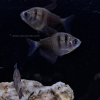 Black Tetra
