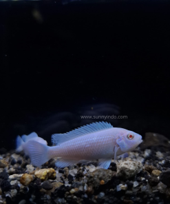 Cichlid