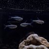 Black Neon Tetra