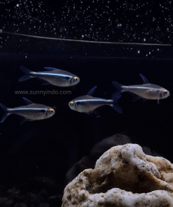 Black Neon Tetra