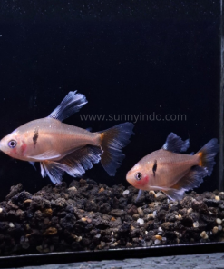 Serpae Tetra Long-Fin