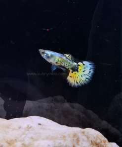 Yellow Tiger Guppy