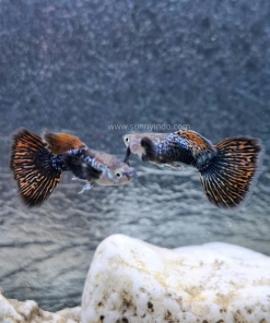 Red Dragon Dumbo Ear Guppy