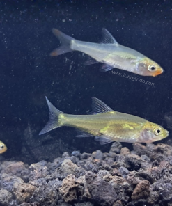 Rasbora