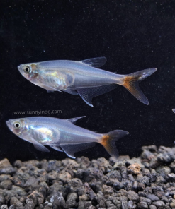 Glass Bloodfin
