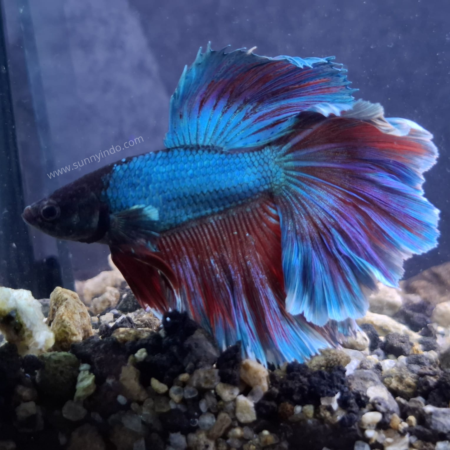 Halfmoon Assorted Fighting Fish-Male