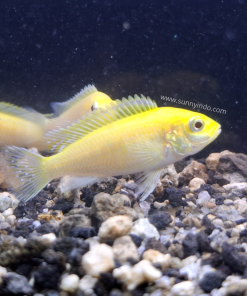 Lemon Yellow Cichlid