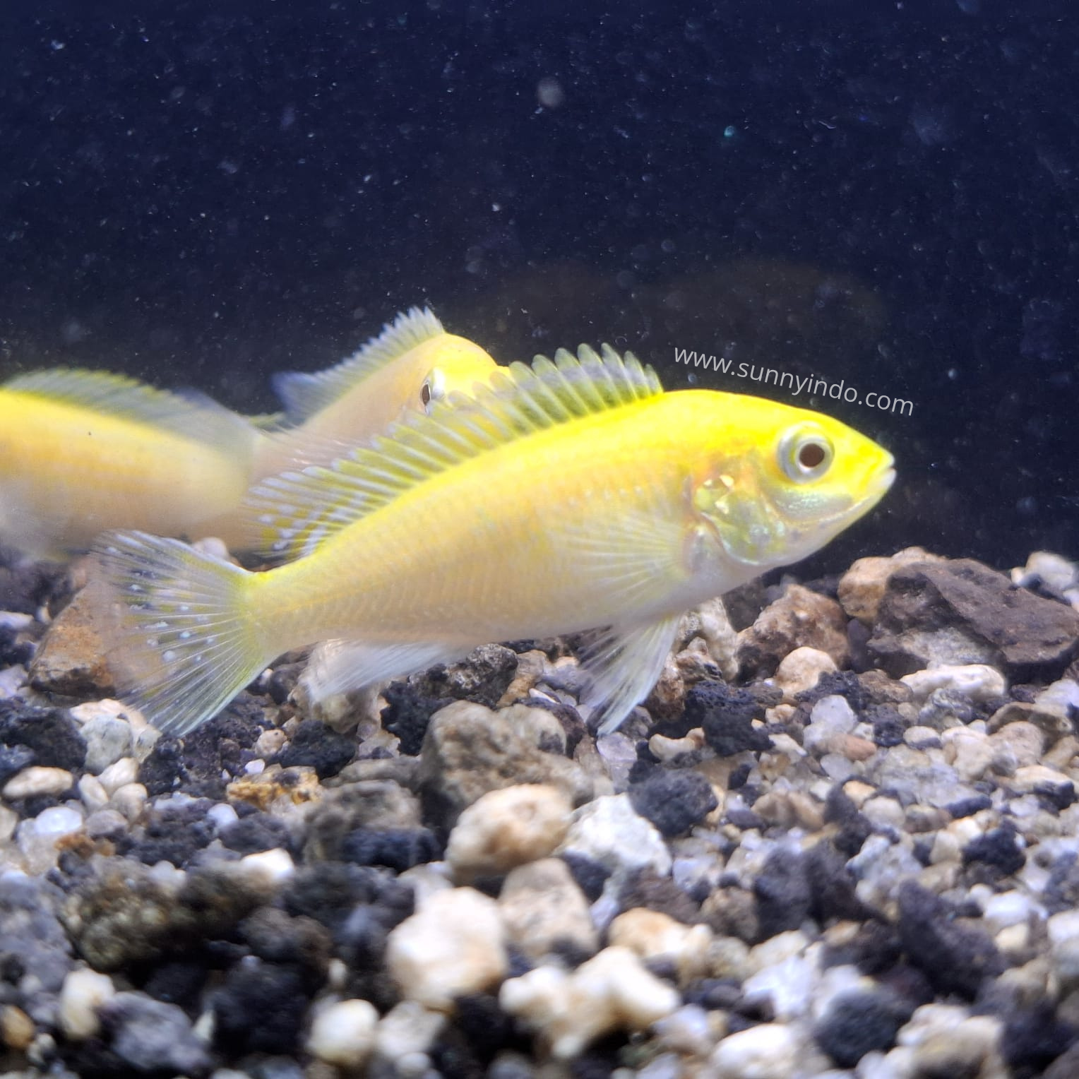 Lemon Yellow Cichlid