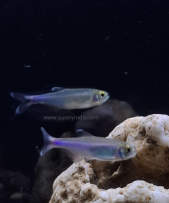 Blue Tetra