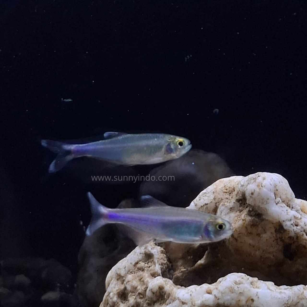 Blue Tetra