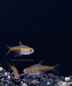 Ember Tetra