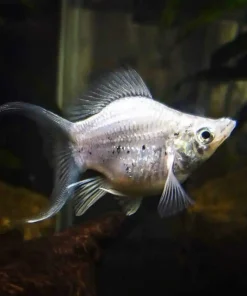 Lyretail Silver Balloon Molly