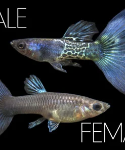 Metal Snakeskin Blue Tail Guppy