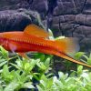 Red Swordtail Platy