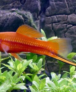 Red Swordtail Platy