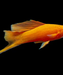 Red Eye Blood Red Swordtail