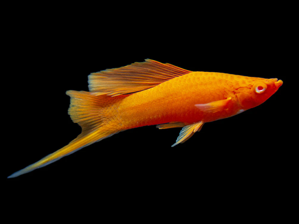 Red Eye Blood Red Swordtail