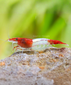 Red Bee Shrimp