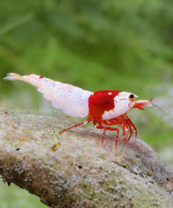 Red Rili Shrimp