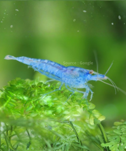 Blue Velvet Shrimp