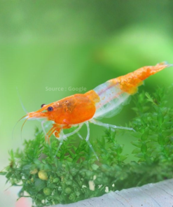 Orange Rili Shrimp