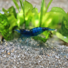 Blue Carbon Shrimp