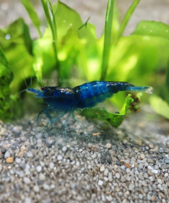Blue Carbon Shrimp
