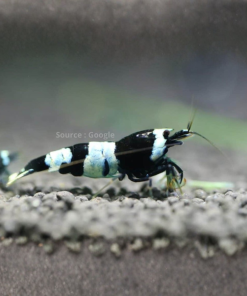 Black Bee Shrimp