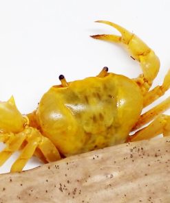 Alternative view of Banana Crab