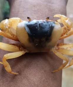 Alternative view of Black Banana