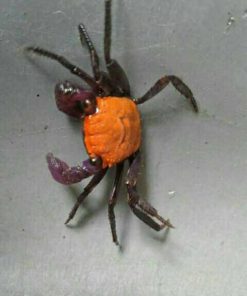 Alternative view of Halloween Crab