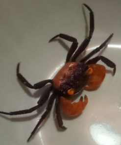 Orange Carnaval Crab