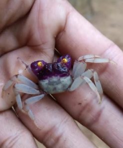 Alternative view of Orchid