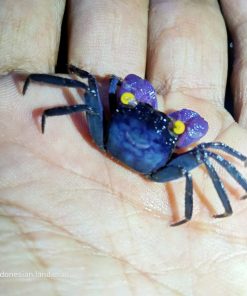 Alternative view of Purple Arm Vampire