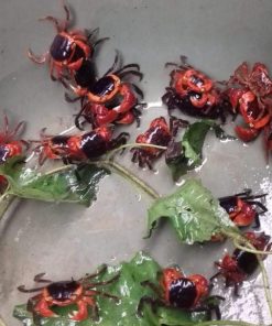 Alternative view of Red Apple Crab