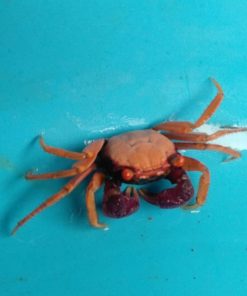 Red Carnaval Purple Arm