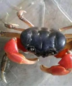 Alternative view of Red Magma