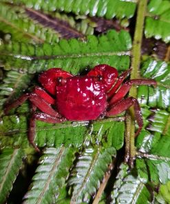 Alternative view of Red Maroon Crab