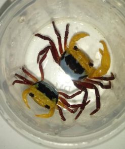 Alternative view of Three Color Crab