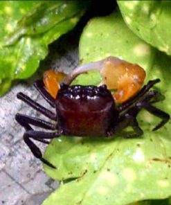 Alternative view of Yellow Arm Borneo